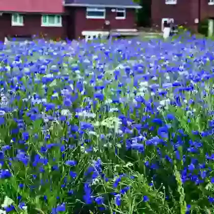 Annual Aqua Mix